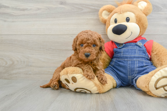 Fluffy Mini Goldendoodle Poodle Mix Pup