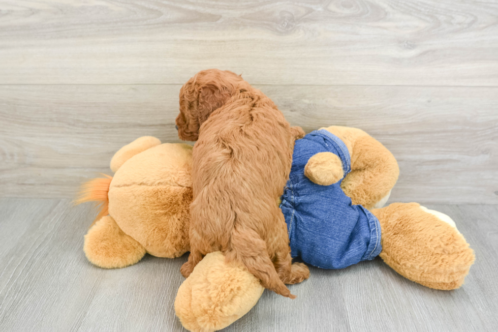 Little Mini Goldenpoo Poodle Mix Puppy