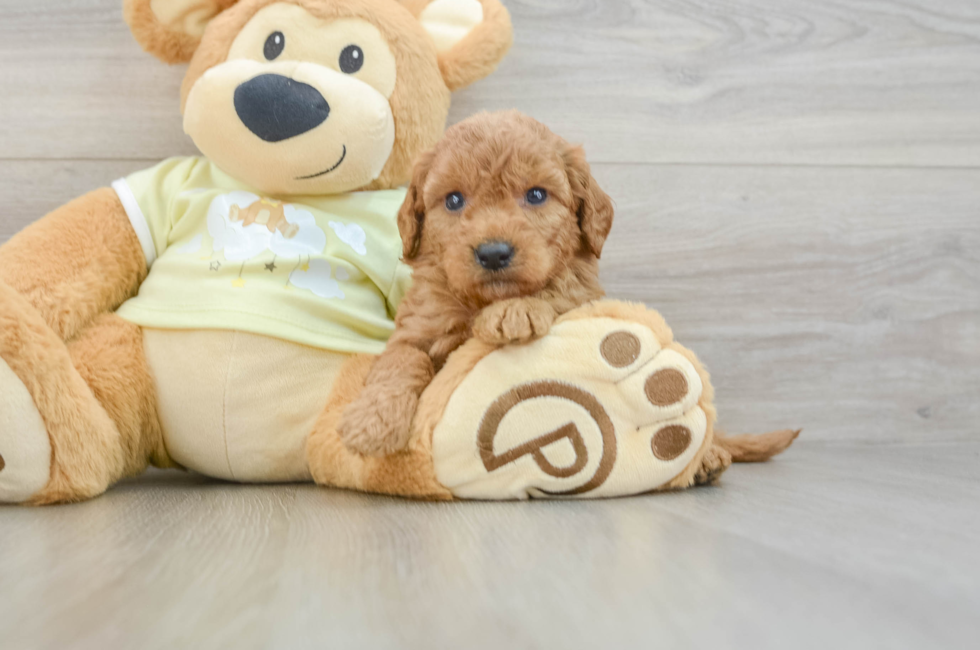 6 week old Mini Goldendoodle Puppy For Sale - Simply Southern Pups