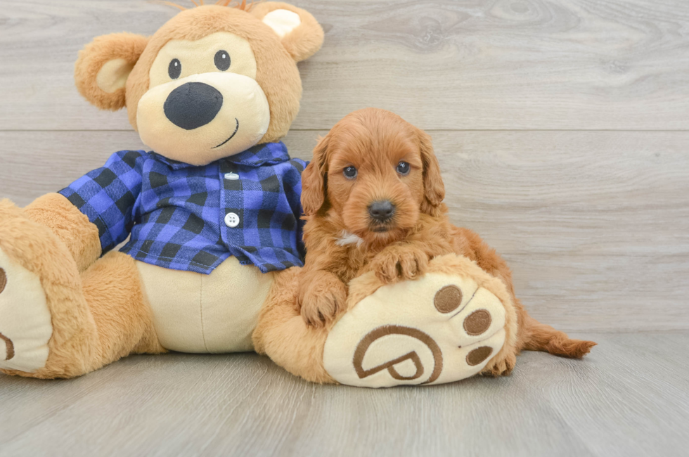 6 week old Mini Goldendoodle Puppy For Sale - Simply Southern Pups