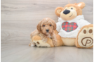 Happy Mini Goldendoodle Baby