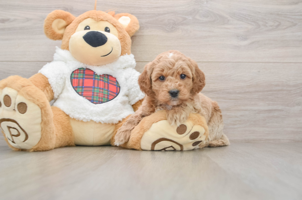 5 week old Mini Goldendoodle Puppy For Sale - Simply Southern Pups