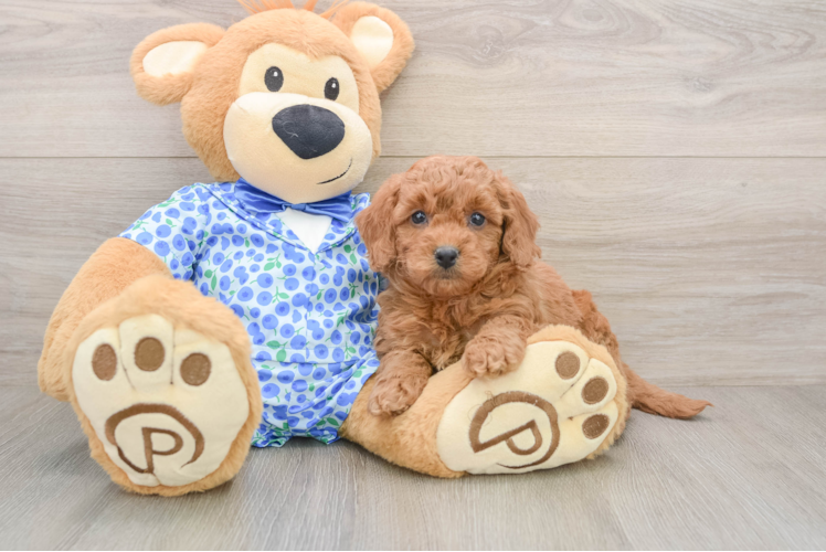 Adorable Golden Retriever Poodle Mix Poodle Mix Puppy