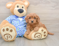 8 week old Mini Goldendoodle Puppy For Sale - Simply Southern Pups