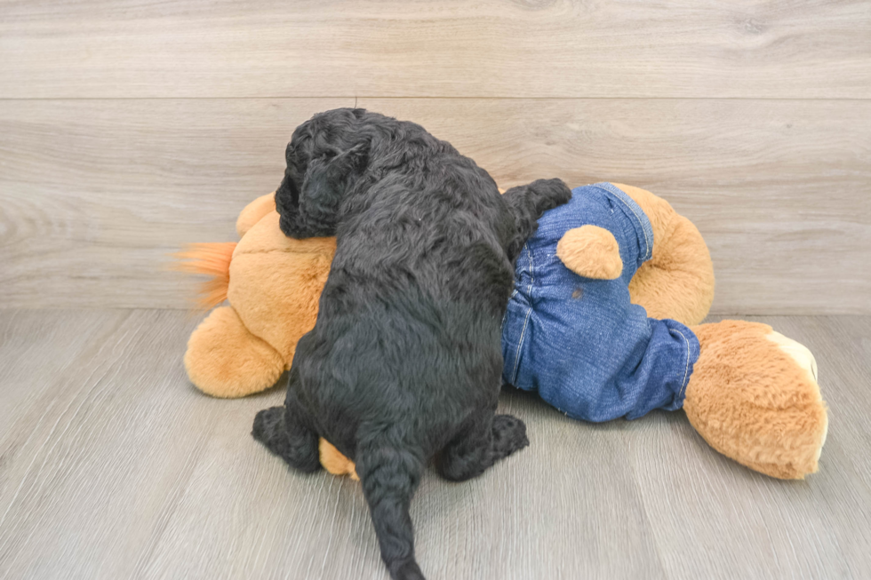 Cute Mini Goldendoodle Baby