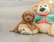 7 week old Mini Goldendoodle Puppy For Sale - Simply Southern Pups