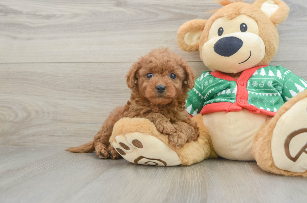 7 week old Mini Goldendoodle Puppy For Sale - Simply Southern Pups