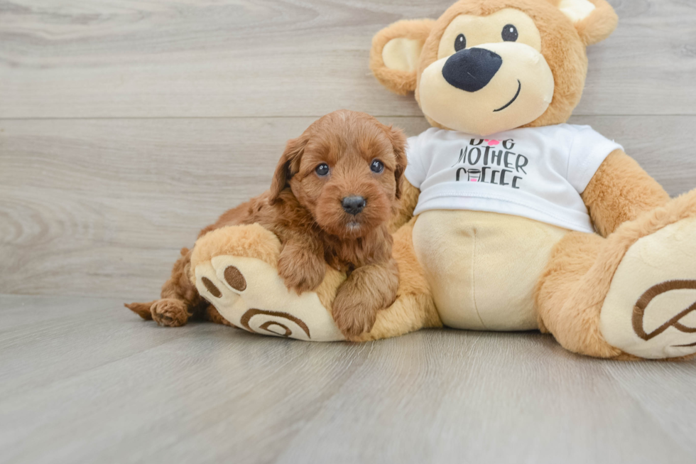 Mini Goldendoodle Pup Being Cute