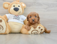 8 week old Mini Goldendoodle Puppy For Sale - Simply Southern Pups