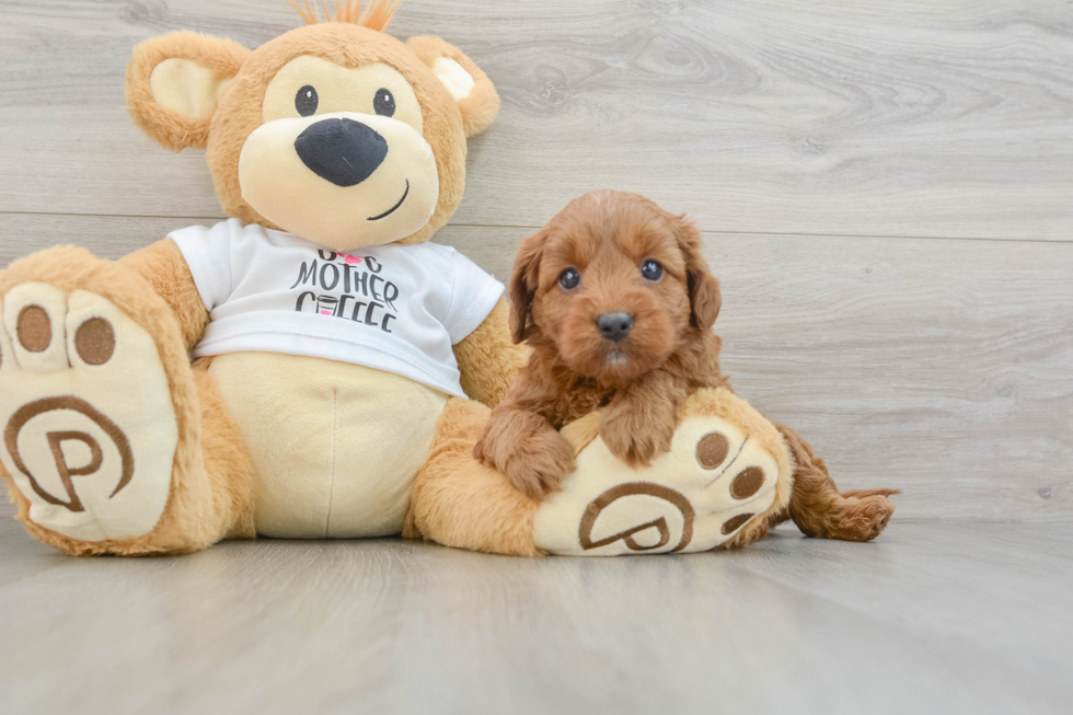 Mini Goldendoodle Pup Being Cute