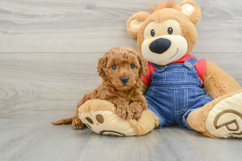 Friendly Mini Goldendoodle Baby