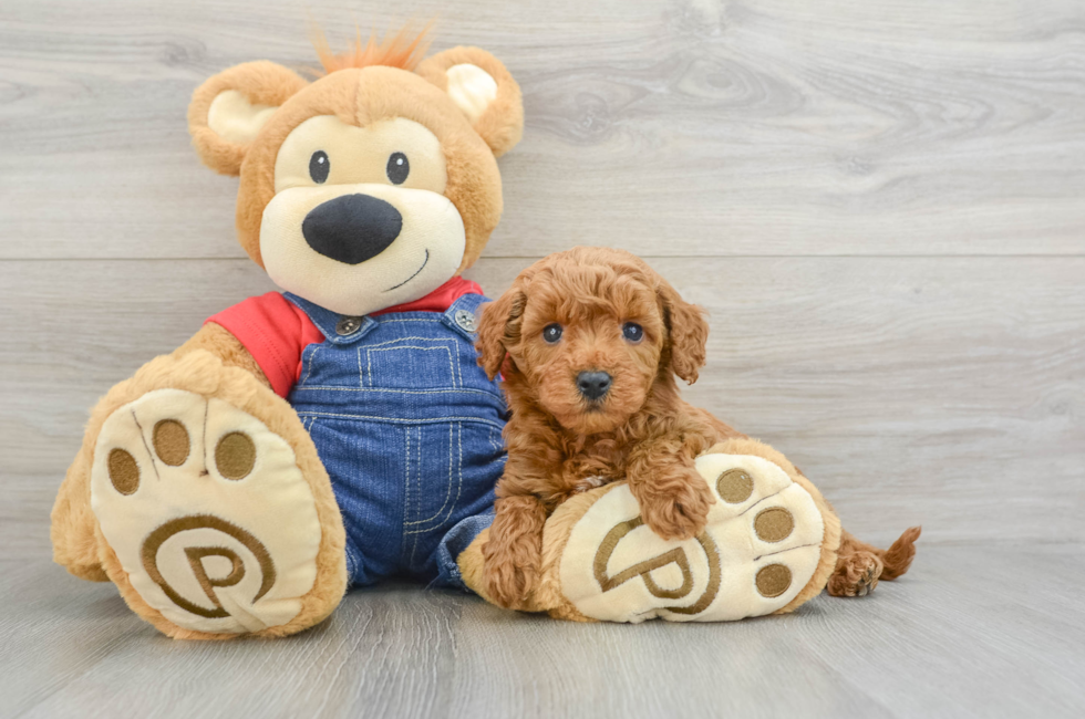 5 week old Mini Goldendoodle Puppy For Sale - Simply Southern Pups