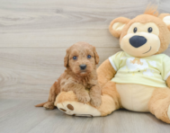 8 week old Mini Goldendoodle Puppy For Sale - Simply Southern Pups