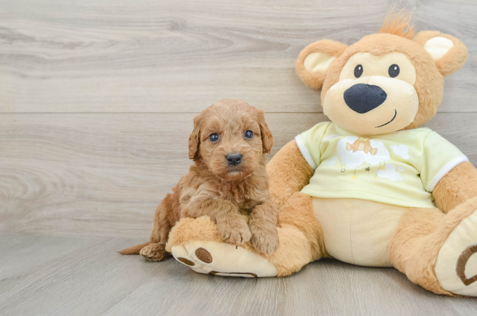 6 week old Mini Goldendoodle Puppy For Sale - Simply Southern Pups