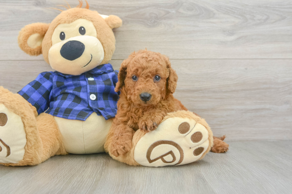 6 week old Mini Goldendoodle Puppy For Sale - Simply Southern Pups