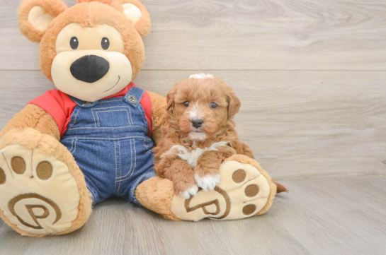 Smart Mini Goldendoodle Poodle Mix Pup