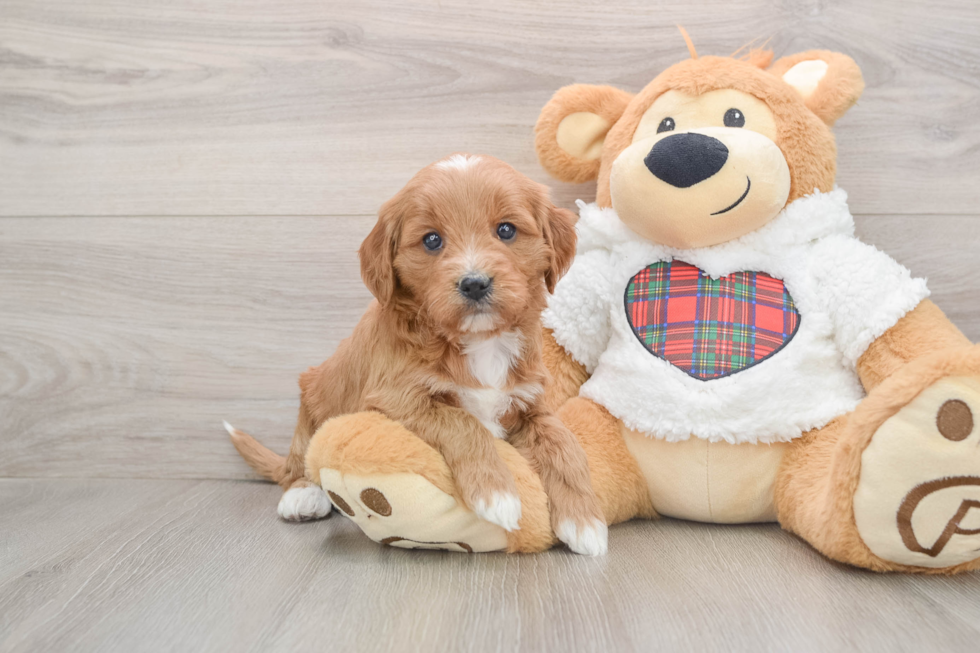 Energetic Golden Doodle Poodle Mix Puppy