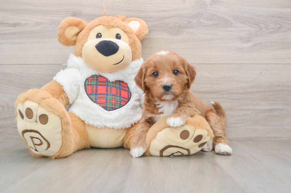 5 week old Mini Goldendoodle Puppy For Sale - Simply Southern Pups