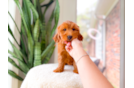Cute Mini Goldendoodle Poodle Mix Pup