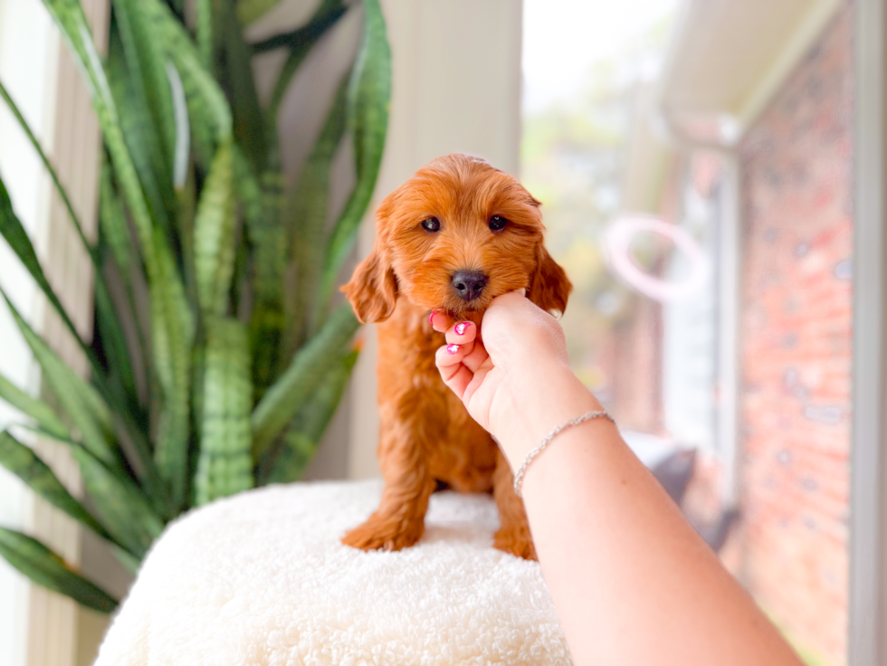 Cute Mini Goldendoodle Poodle Mix Pup