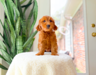 10 week old Mini Goldendoodle Puppy For Sale - Simply Southern Pups