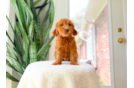 Best Mini Goldendoodle Baby
