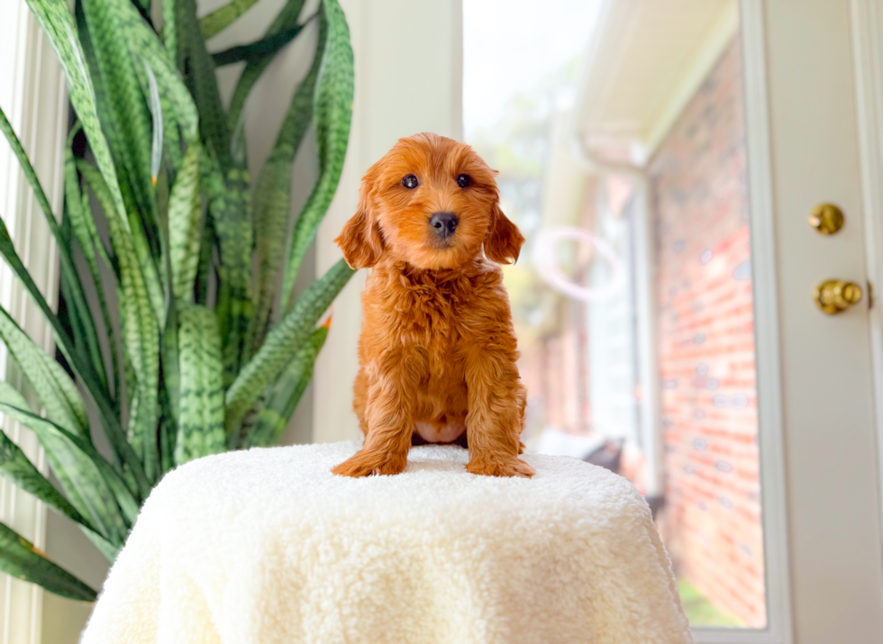 Best Mini Goldendoodle Baby