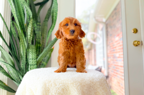 Best Mini Goldendoodle Baby