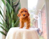 9 week old Mini Goldendoodle Puppy For Sale - Simply Southern Pups