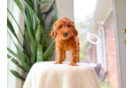 Best Mini Goldendoodle Baby
