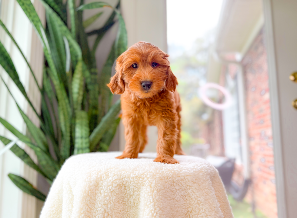 Best Mini Goldendoodle Baby