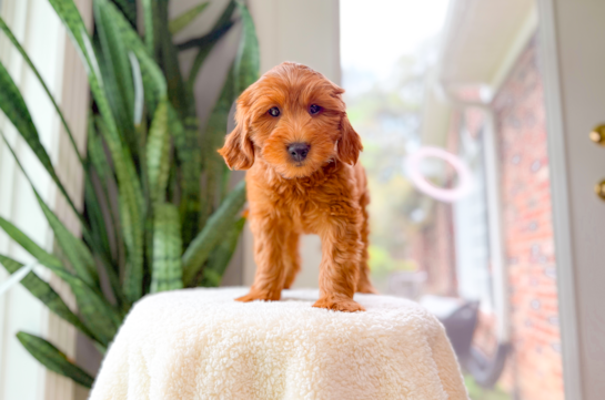 Best Mini Goldendoodle Baby