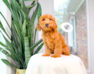 11 week old Mini Goldendoodle Puppy For Sale - Simply Southern Pups