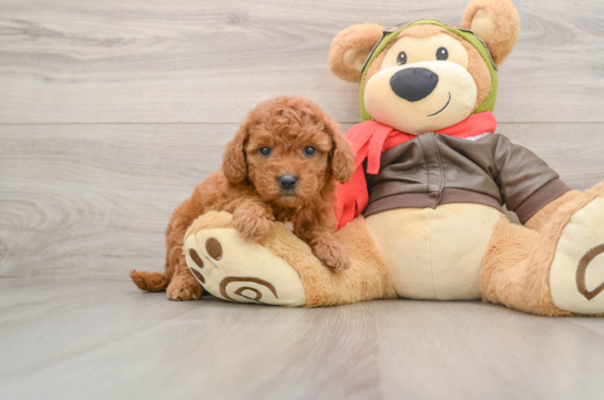 Sweet Mini Goldendoodle Baby