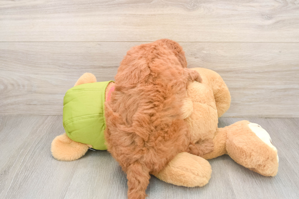 Mini Goldendoodle Pup Being Cute