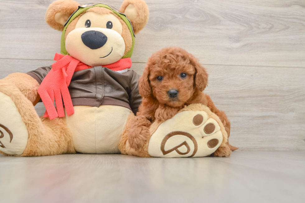 Mini Goldendoodle Puppy for Adoption