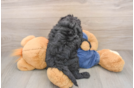 Popular Mini Goldendoodle Poodle Mix Pup