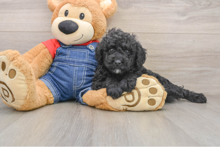 Smart Mini Goldendoodle Poodle Mix Pup