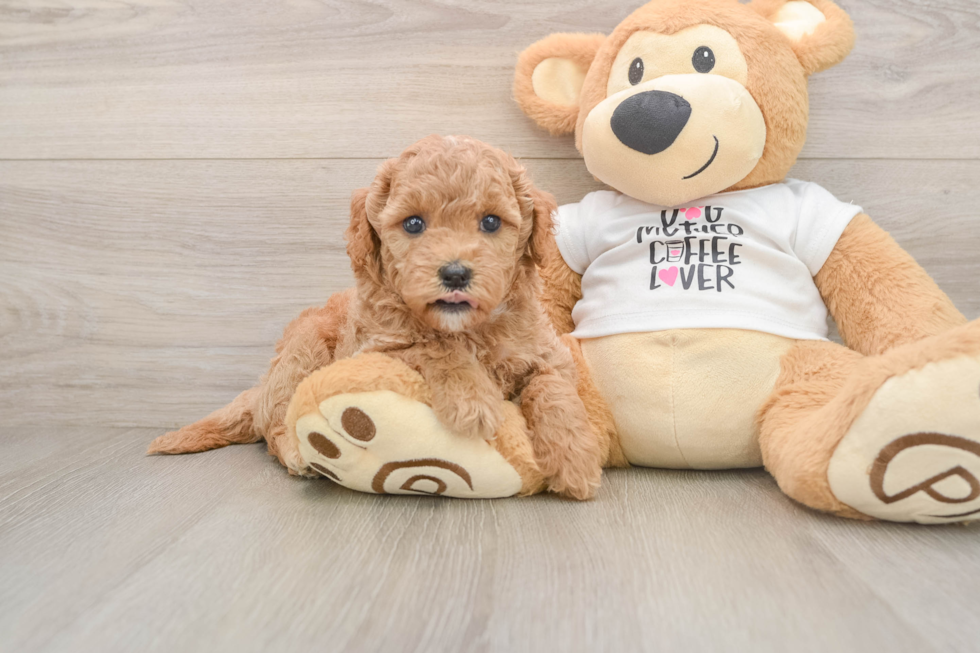 Friendly Mini Goldendoodle Baby