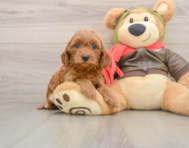 7 week old Mini Goldendoodle Puppy For Sale - Simply Southern Pups