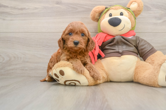 Fluffy Mini Goldendoodle Poodle Mix Pup