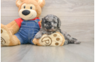 Small Mini Goldendoodle Baby