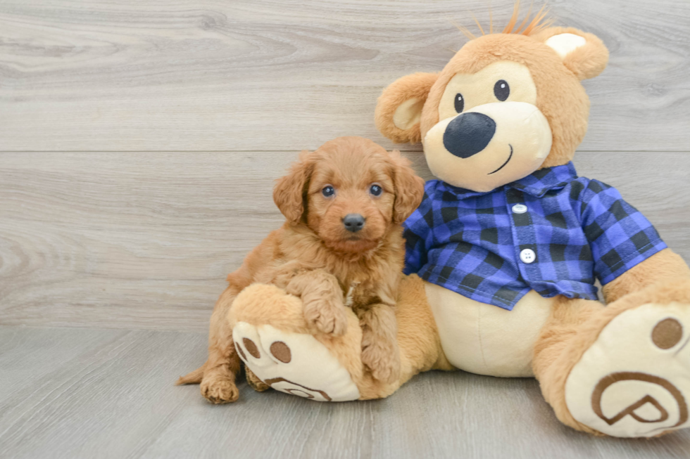 Funny Mini Goldendoodle Poodle Mix Pup