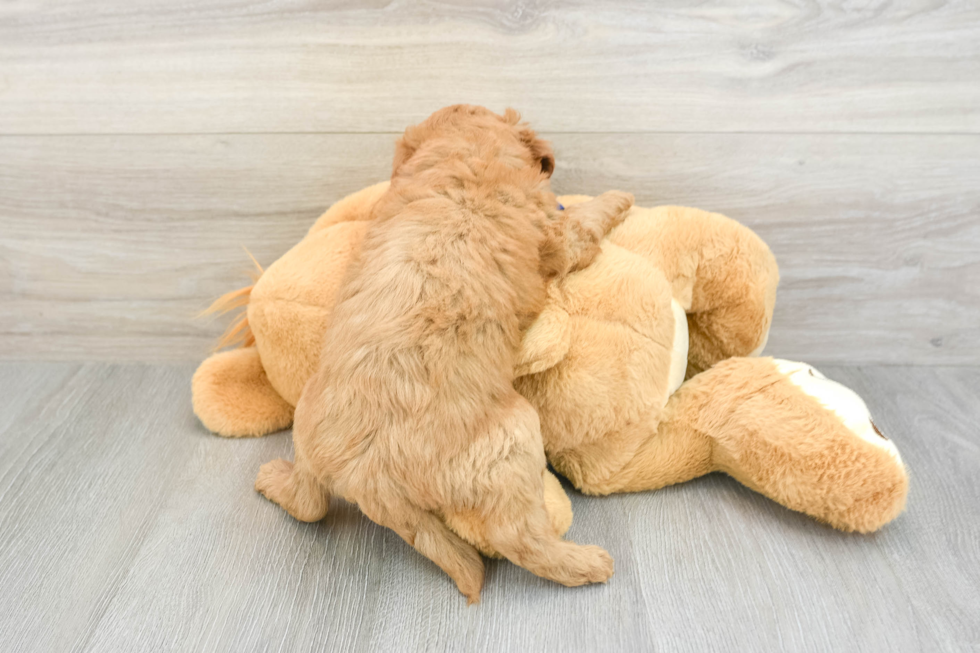 Smart Mini Goldendoodle Poodle Mix Pup