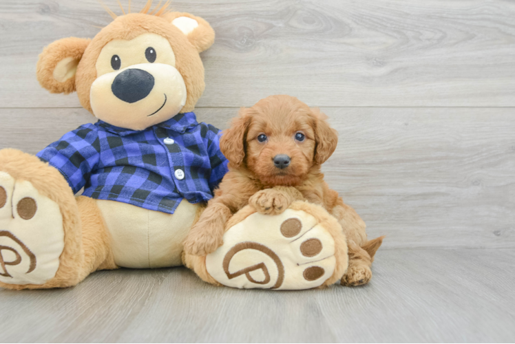Mini Goldendoodle Puppy for Adoption