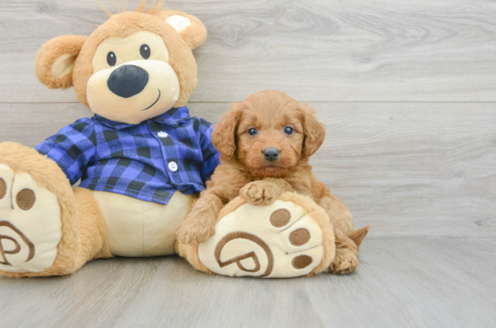 Mini Goldendoodle Puppy for Adoption