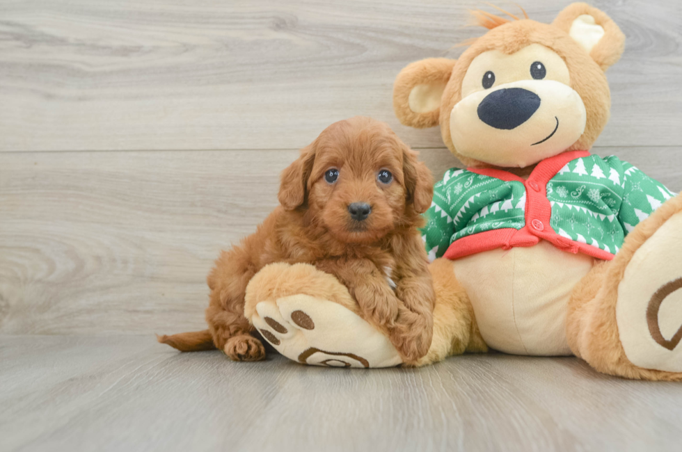 7 week old Mini Goldendoodle Puppy For Sale - Simply Southern Pups