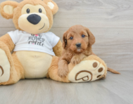 8 week old Mini Goldendoodle Puppy For Sale - Simply Southern Pups