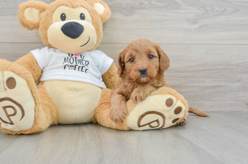 5 week old Mini Goldendoodle Puppy For Sale - Simply Southern Pups