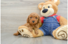 Mini Goldendoodle Puppy for Adoption